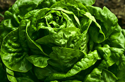 "lettuce" by Muffet is licensed under CC BY 2.0.