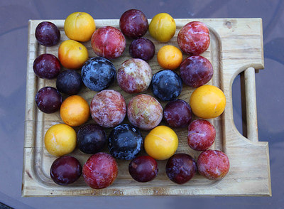 Peaches, Nectarines, Plums; "End of July - Peak time for stoned fruit" by jitze is licensed under CC BY 2.0.